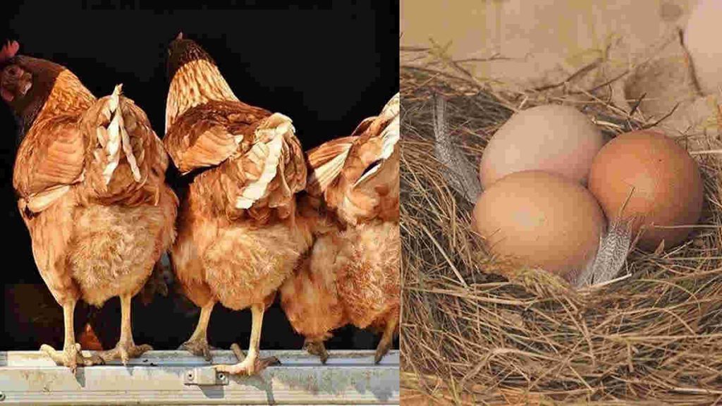 Cara Budidaya Ayam Petelur Untuk Pemula